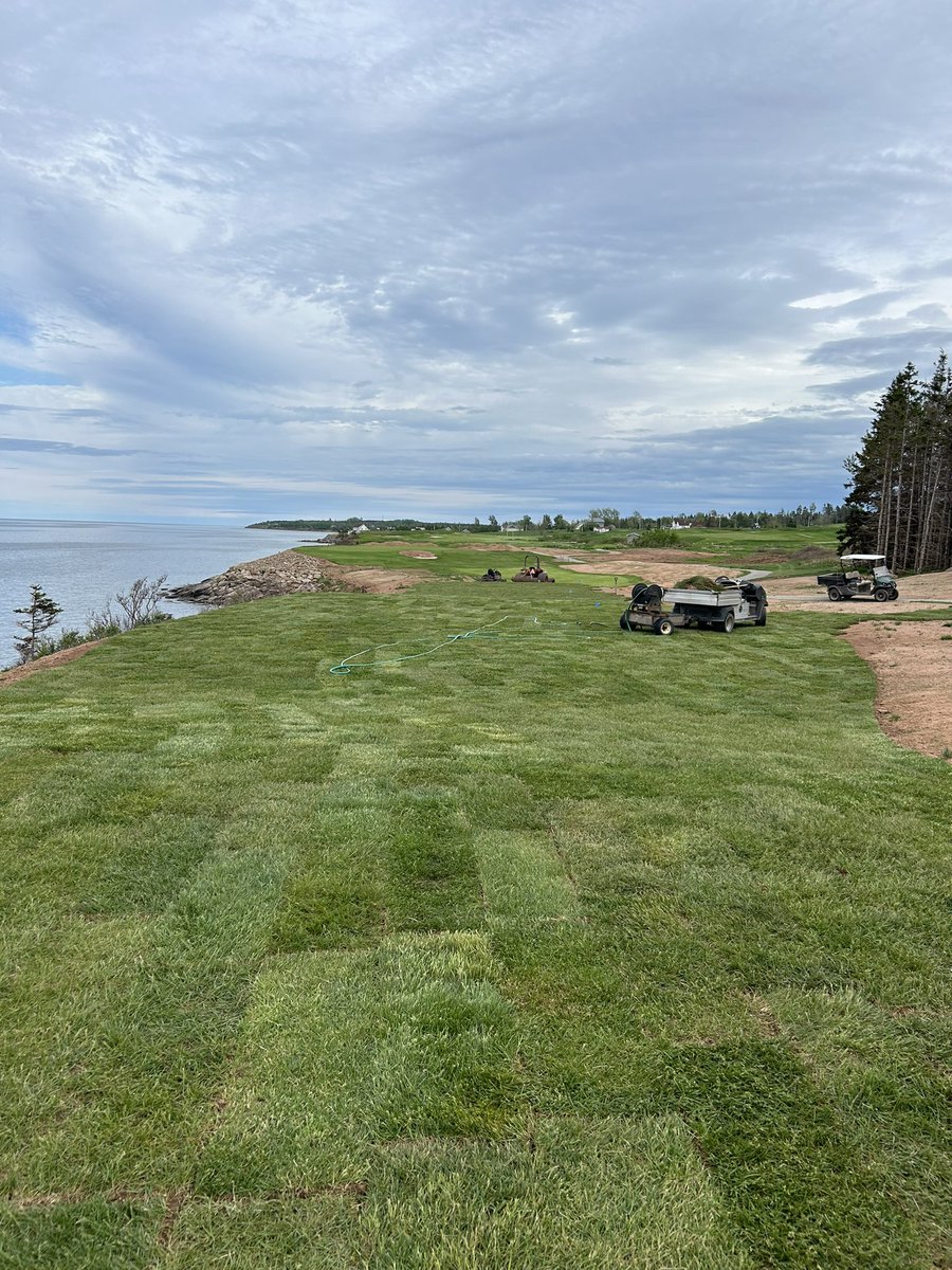 Sodding tees on #13 and #14. The walk paths through fescue will really enhance the links experience! #cfgolfdesign