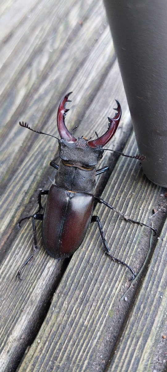 Male Stag Beetle I found in my garden this weekend!  #greatstaghunt #30dayswild
<a href="/BBCSpringwatch/">BBC Springwatch</a>