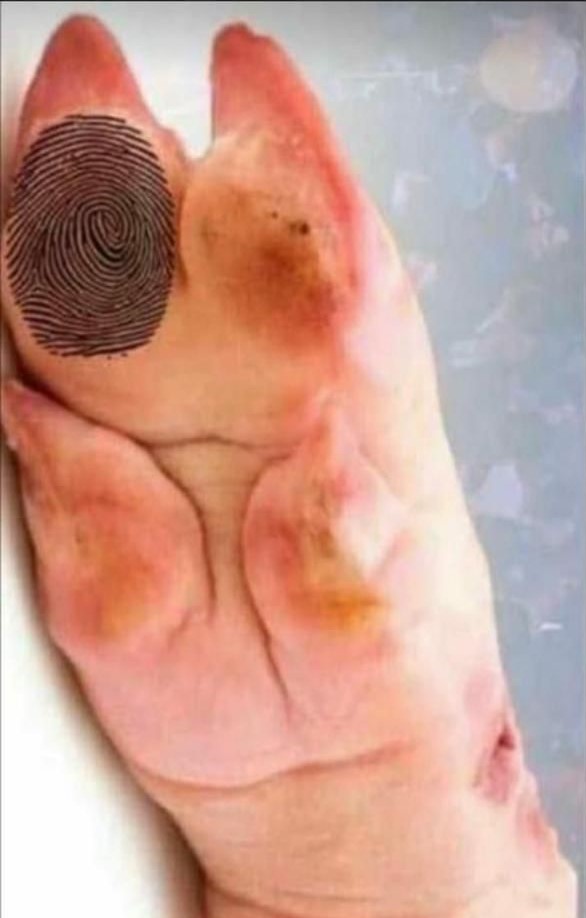 PFifiona's tweet photo. La Cenadora Cerdidora Pública acaba de emitir su voto... https://t.co/cfMAMDEon8