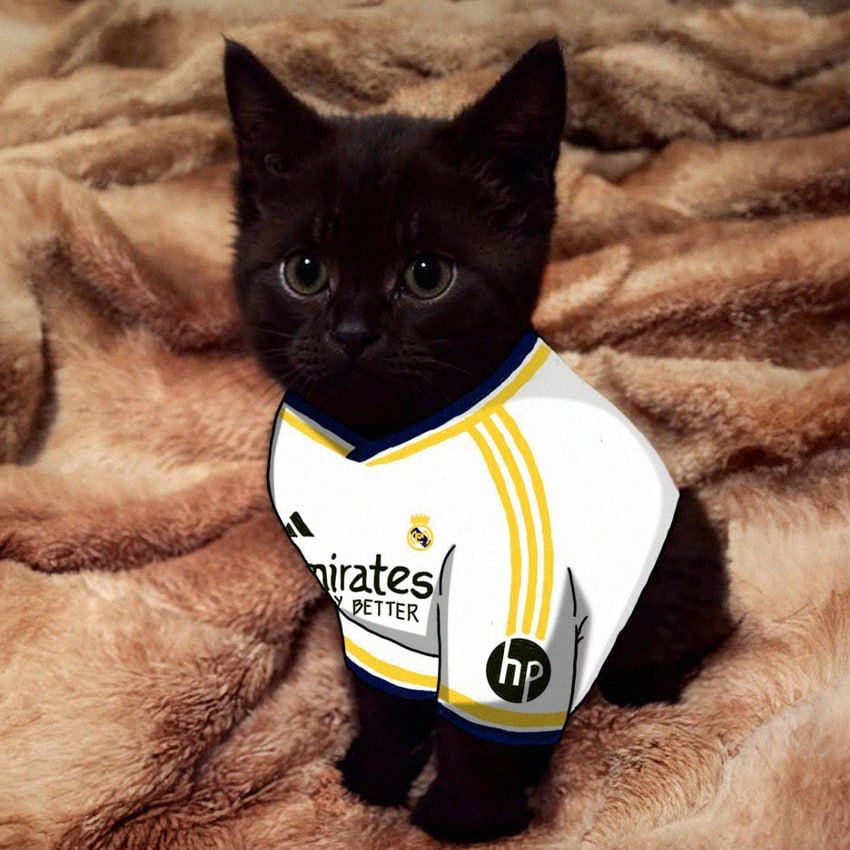 nigisolana's tweet photo. Hala Madrid! @realmadrid @vinijr https://t.co/mGdervMGgB
