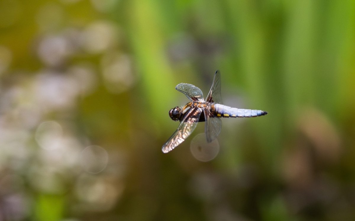 Go Wild Scotland (@gowild_scotland) on Twitter photo Attempting to photograph dragonflies on the wing is the very definition of madness, but here’s a broad-bodied chaser in the Scottish Borders today.
#dragonfly #naturephotography <a href="/MauldsheughWood/">Mauldsheugh Wood Community Wildlife Project</a> Attempting to photograph dragonflies on the wing is the very definition of madness, but here’s a broad-bodied chaser in the Scottish Borders today.
#dragonfly #naturephotography <a href="/MauldsheughWood/">Mauldsheugh Wood Community Wildlife Project</a>