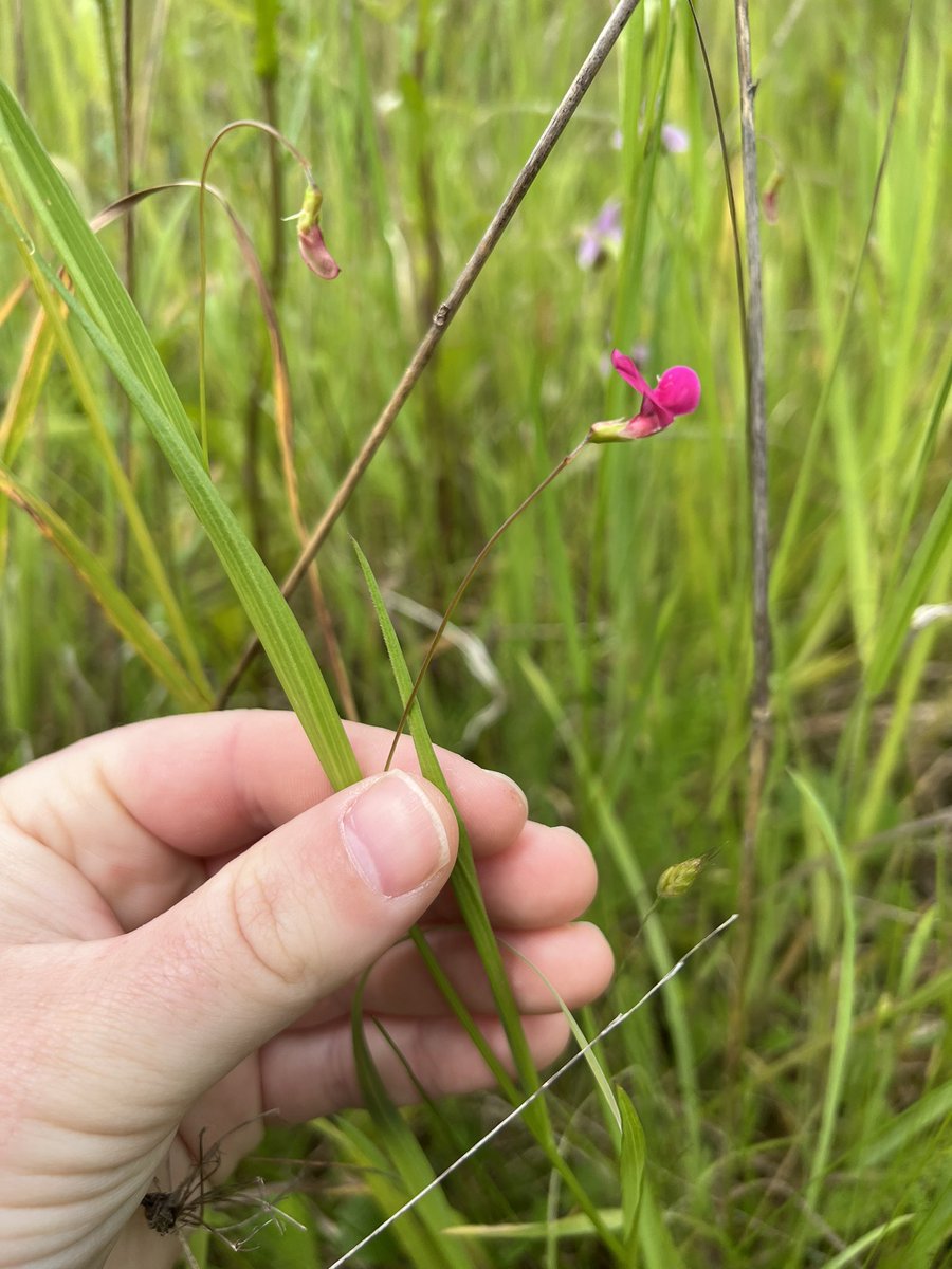 bugboysquire's tweet photo. Grass Vetchling 
(Lathyrus nissolia)

#wildflowerhour https://t.co/PM8GqYsEIY