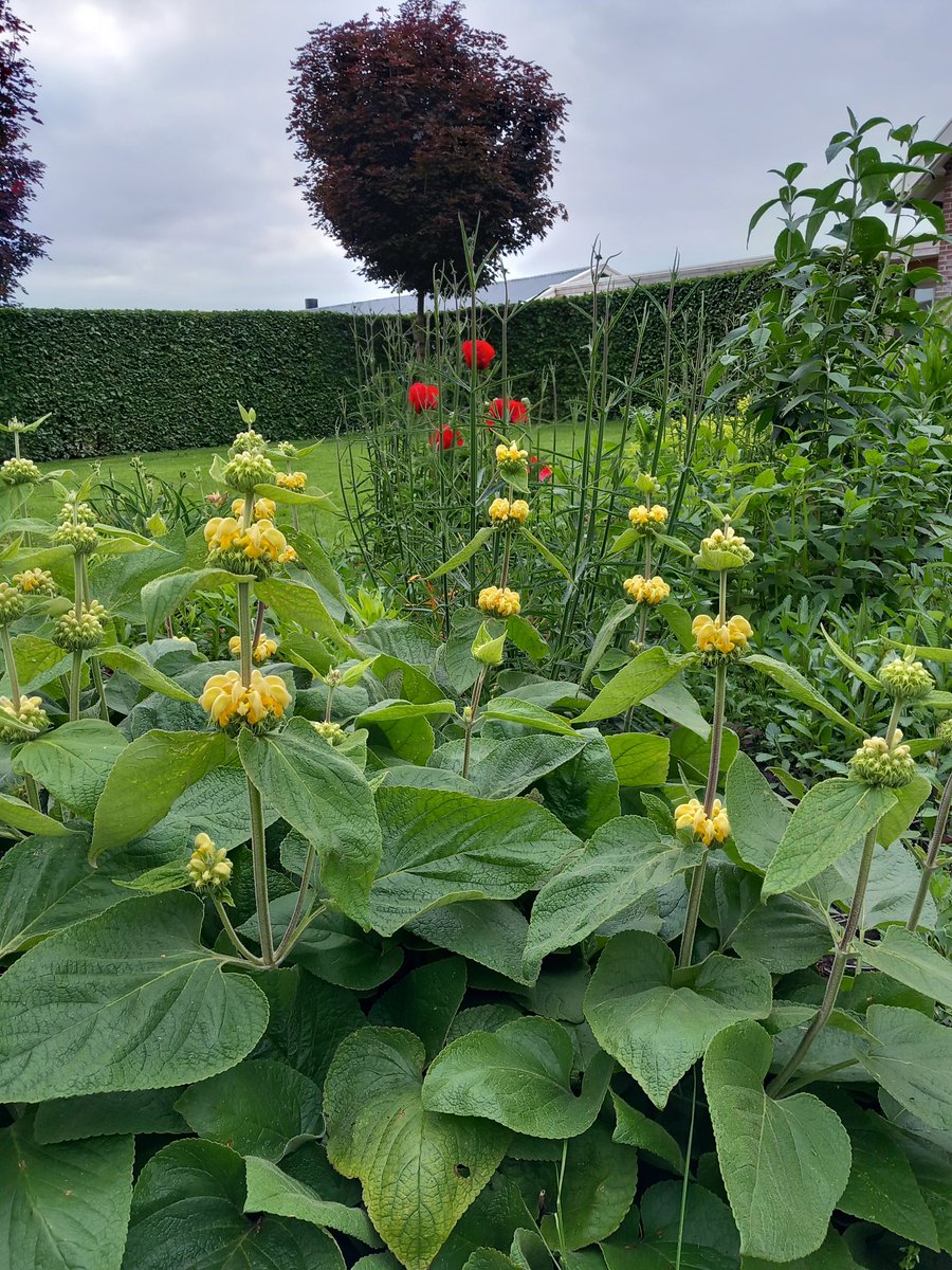 HeleenHoltmanns's tweet photo. De Phlomis bloeit met op de achtergrond Oosterse Papaver.
De Daglelies komen in bloei.
#rondjetuin πΈ https://t.co/aOPzIDqFp8