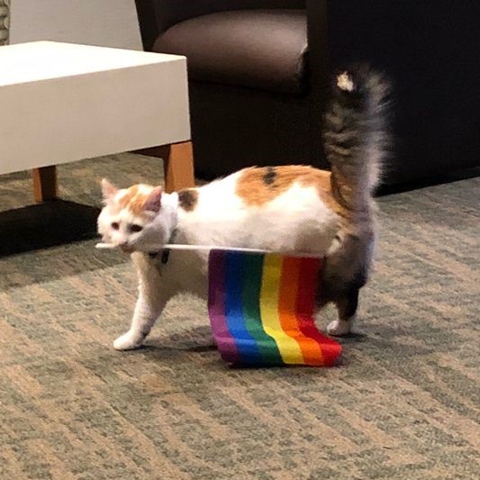 Happy pride month everyone
(❁´◡`❁)