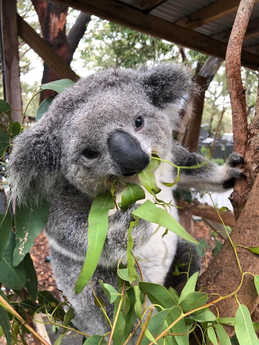 Check Out the pure joy in Maree's eyes as she embraces the magic of nature with her beloved leaf! 😍🍃
Our Volunteers sure do love to give our Koalas the very best leaf! 🐨