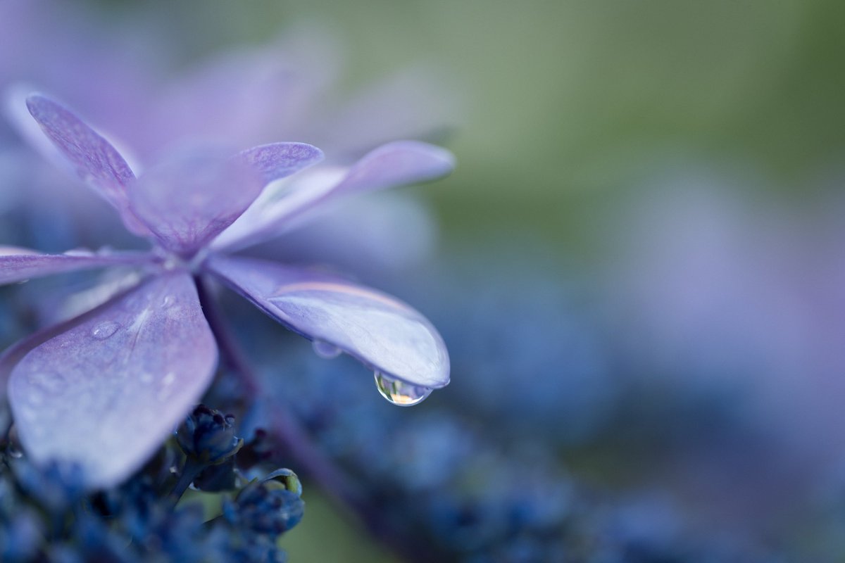 fromkk's tweet image. 雨上がりのマクロレンズ楽しい #LumixS5II #LumixJapan #SIGMALens #SIGMA105mmdgdnmacro