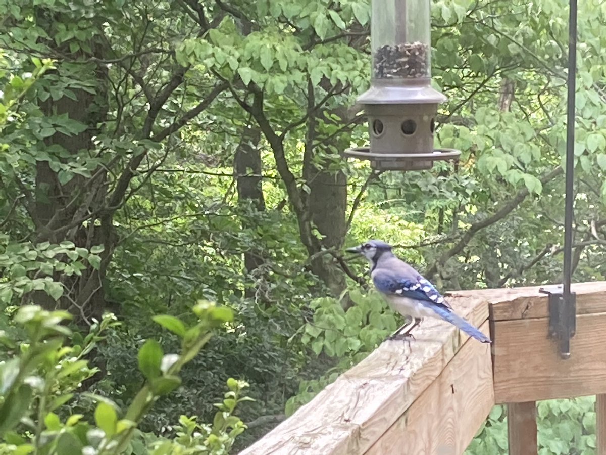 livewithmecfs's tweet image. The blue jays are beautiful but they can be territorial at our feeder! #nature365 #JoyinSpring