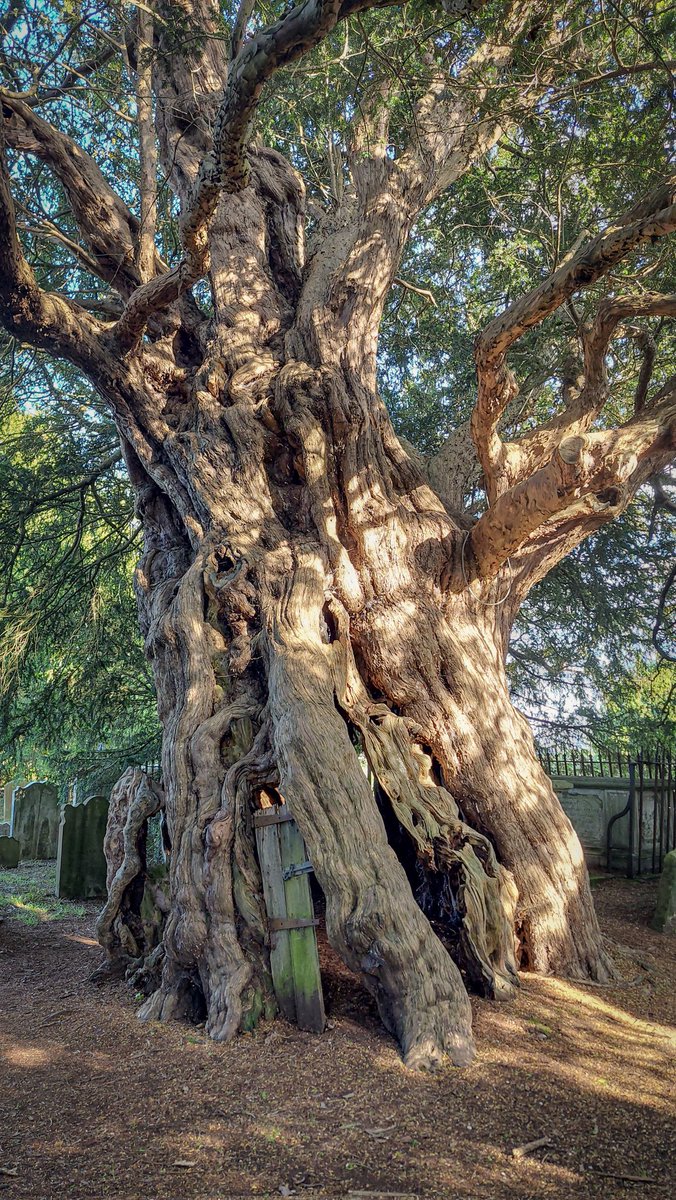 A 4.000 years old Yew tree, unbelievable!