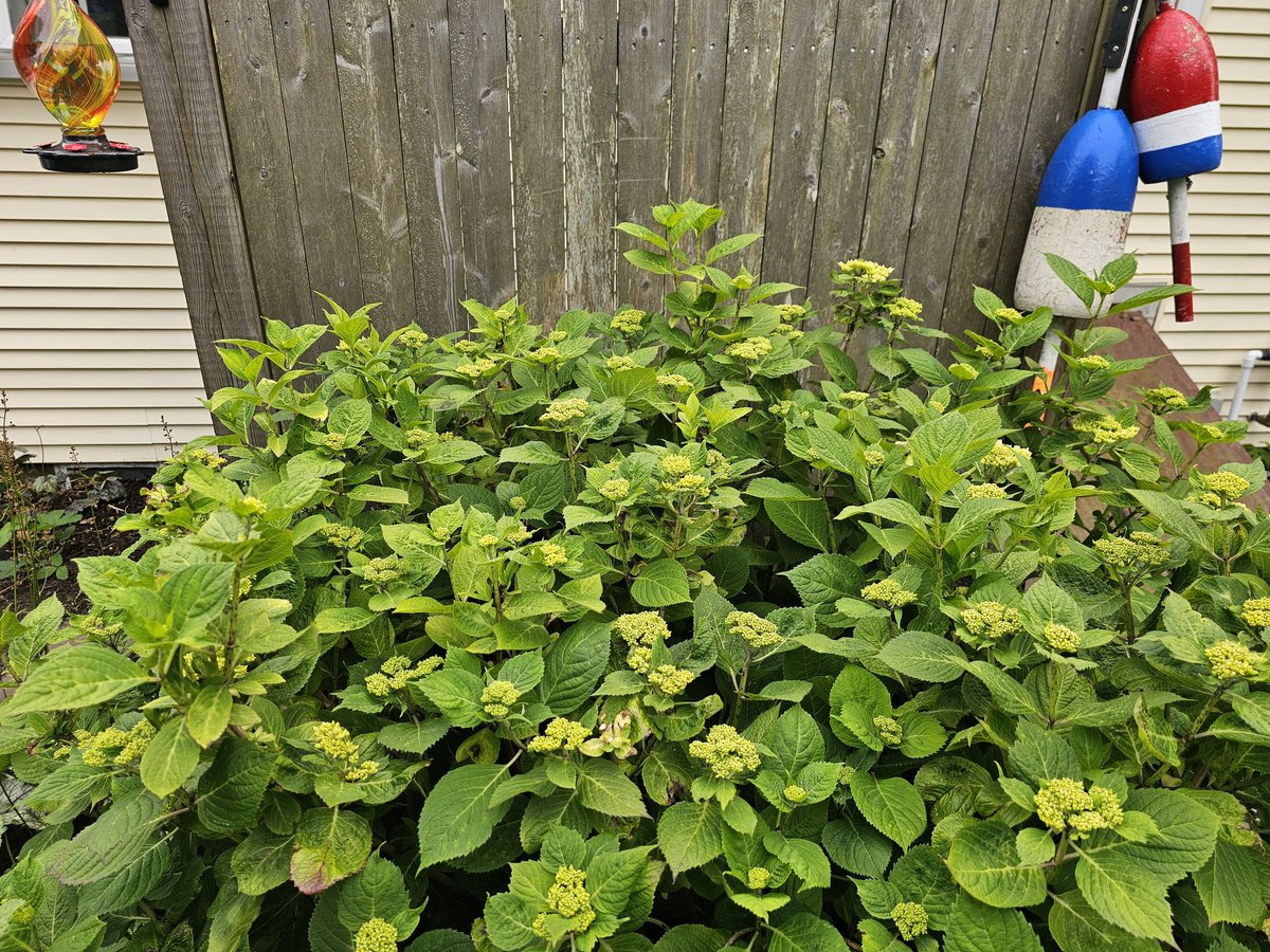 Mega year for hydrangeas incoming