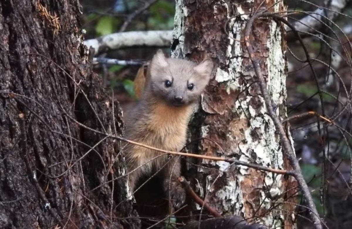 USFWS designated critical habitat for coastal marten in SW Oregon and NW California. There is an interesting history leading to the prior listing decision and this habitat designation. /1

opb.org/article/2024/0…

Photo by Mark Stevens, who worked in our lab as an undergrad