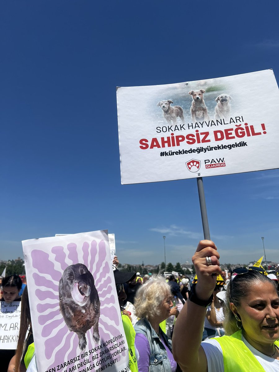 Pelin tweet media