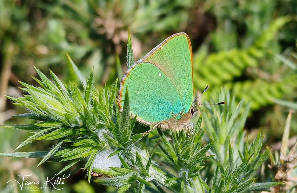 JamesKittoPhoto's tweet photo. It’s taken me 55 years to see one - but this afternoon, I finally saw my first Green Hairstreak butterfly, and it did not disappoint! Absolutely beautiful!!
© James Kitto Photography 2024
Please feel free to ‘Like’ or ‘Share’. 〓〓 #butterfly #greenhairstreak #ukbutterfly https://t.co/eAjw6LcxxW