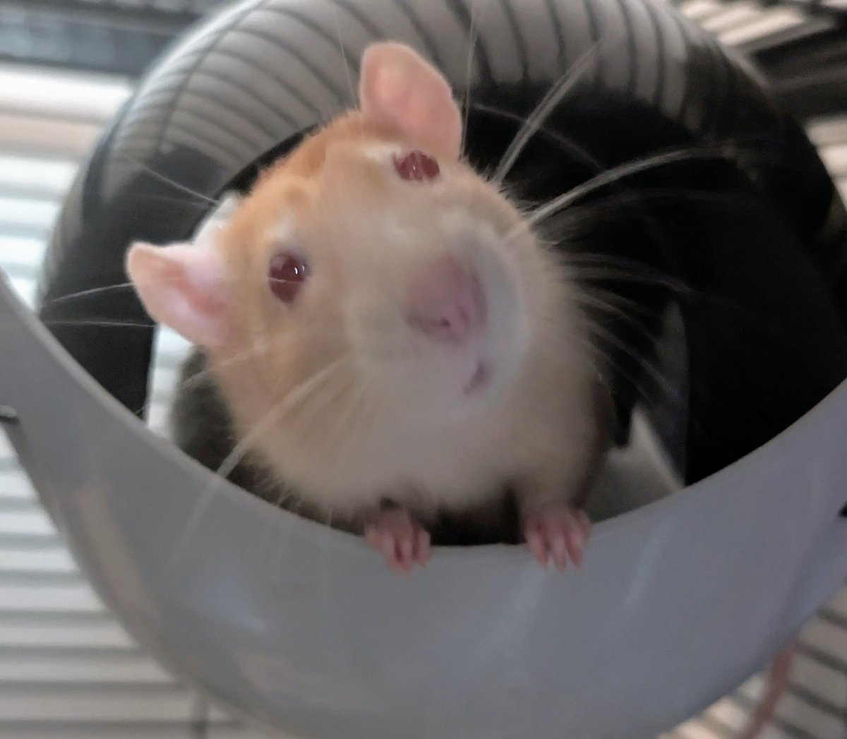 Snap says goodnight sleep tight 💤💤❤️🐀🐀