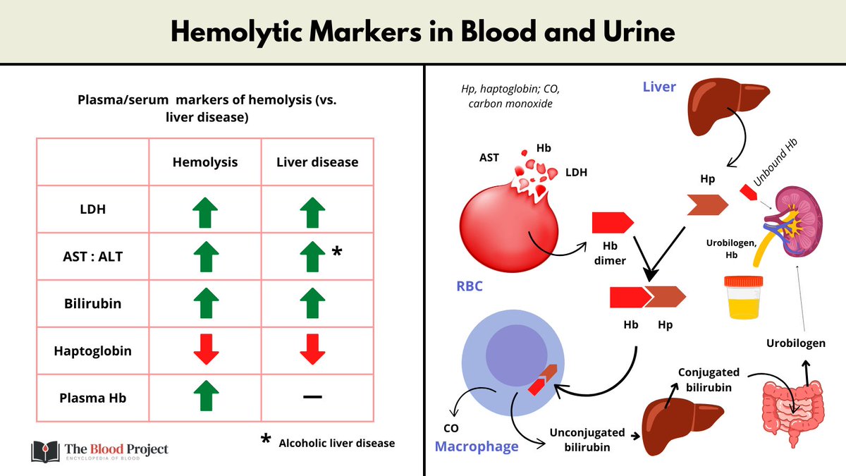 HEMOLYTIC MARKERS IN BLOOD AND URINE