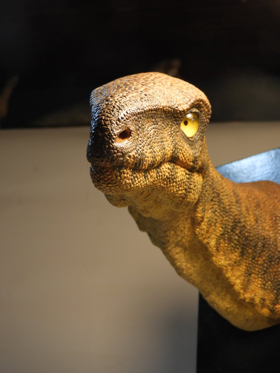 dinoesculturas's tweet photo. #Eoraptor lunensis - Full scale bust. Epoxy clay and resin eyes. Commission for a customer #dinosaur #dinosaurio #dinossauro #paleoarte #paleoart #triassic #triasico #ischigualasto #argentina #handmade #handsculpted #handpainted https://t.co/cZKC4XBnIU