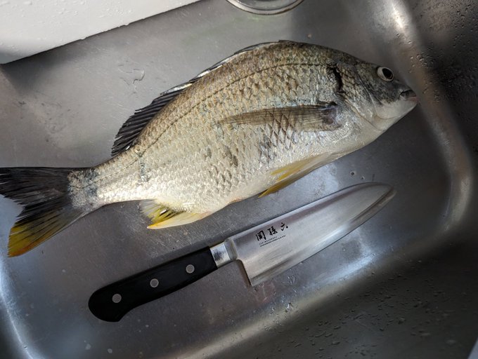 今日のねこて〜フィッシングの釣果見て 38センチのキビレちゃん!魚体めっちゃきれ〜 美味しくいただくぞ! 