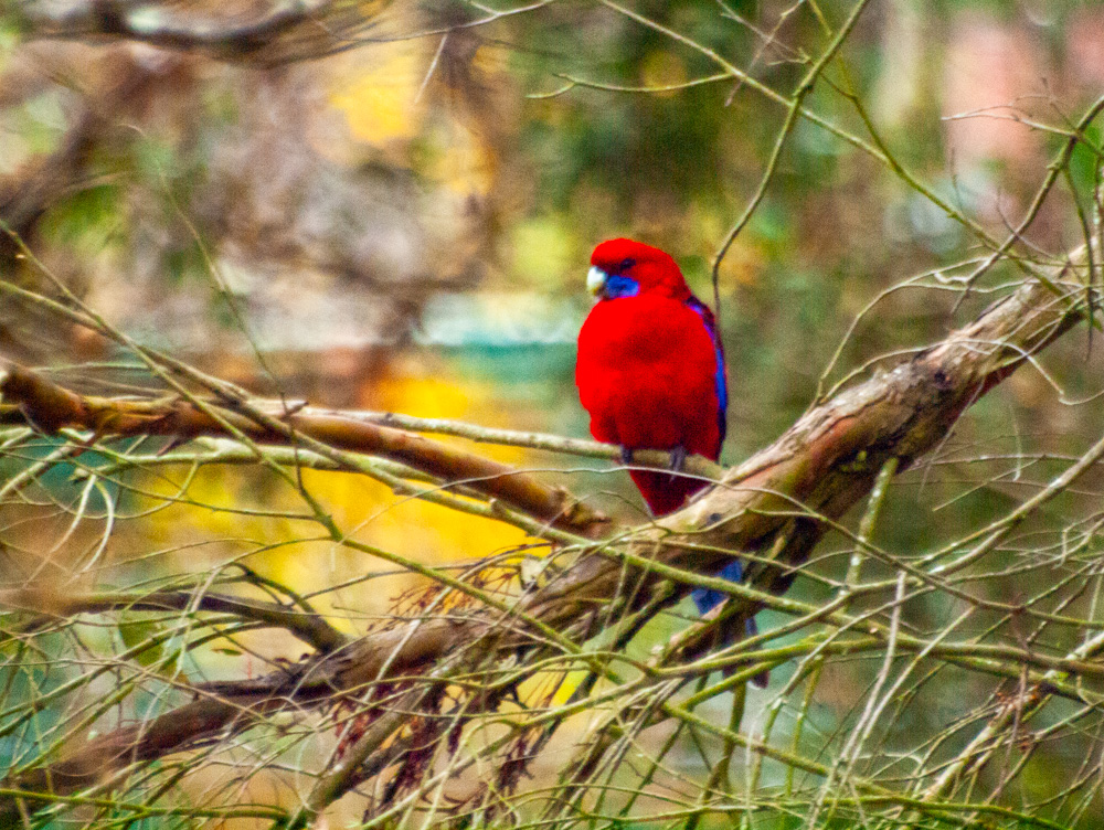 A Crimson Rosella (Platycercus elegans, in south-west  Victoria, Australia

#NaturePhotography #birds #birdsinbackyards @DivineDropbear