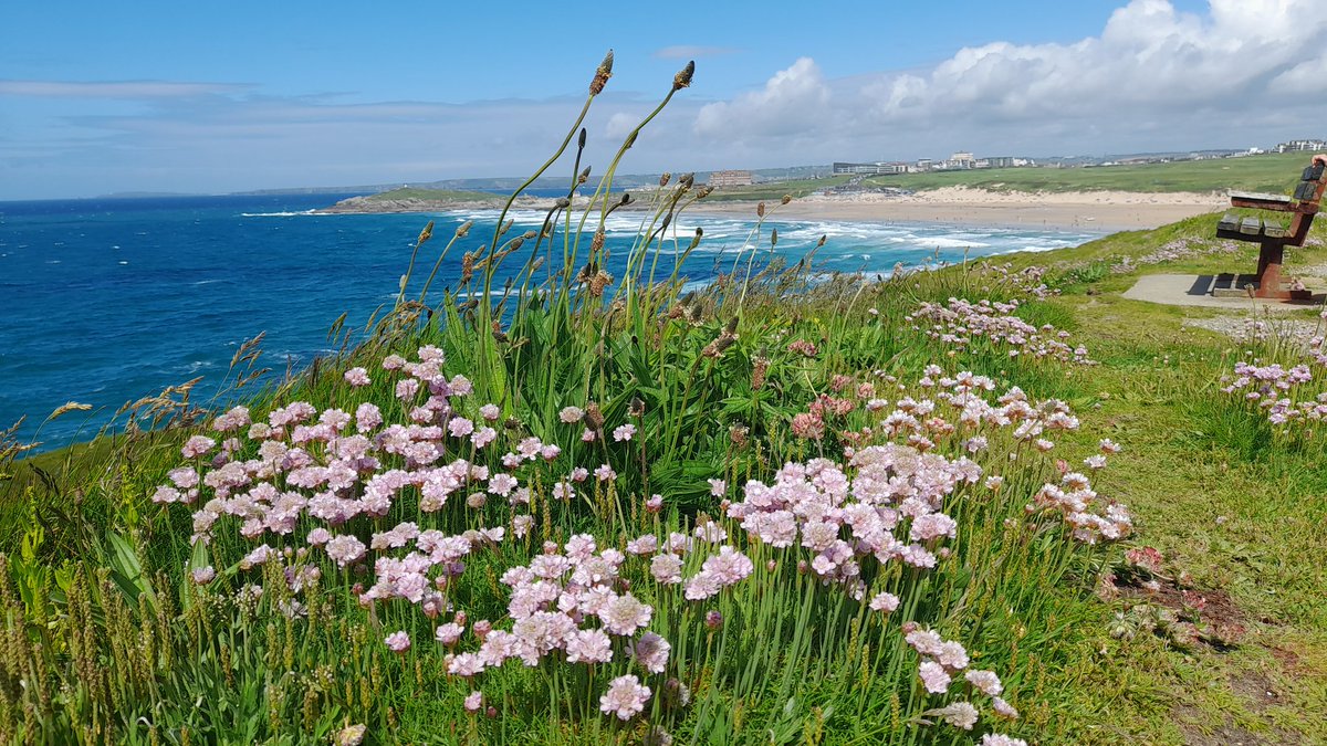 I had to share this photo I took over Fistral Bay the other day, the sea thrift this time of year is 👌
#wildflowers #cornwall 

@BBCCornwall 
@Tourism_Newquay