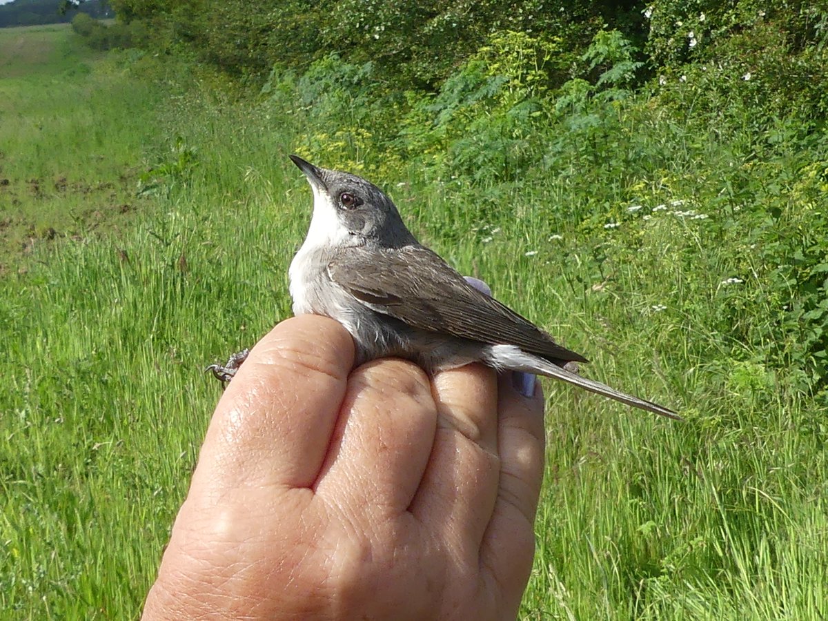 For Leaf Farm day we did a brief ringing demo for visitors at Deepdale Farm with Lesser Whitethroat, Whitethroat, Chiffchaff, Robin and Wren to show visitors and a finishing total of 14 @_BTO @DeepdaleFarm @northnorfolk_cg