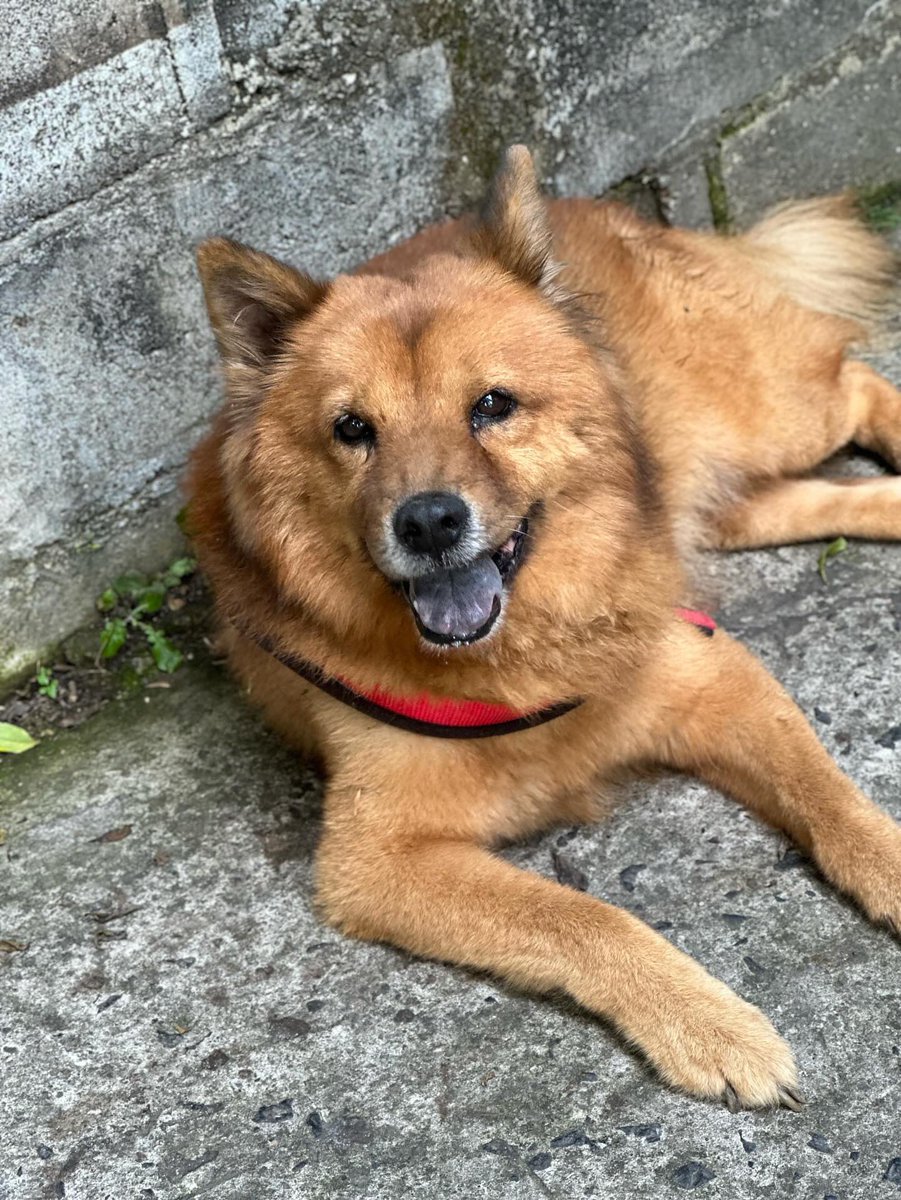 ⚠️ AYUDA ⚠️ PERRITO EN PAMPA EL VOLCAN
nos informan que lo abandonaron,

No tenemos mayor información 
Pero está allí solito 😔😭 ayuda