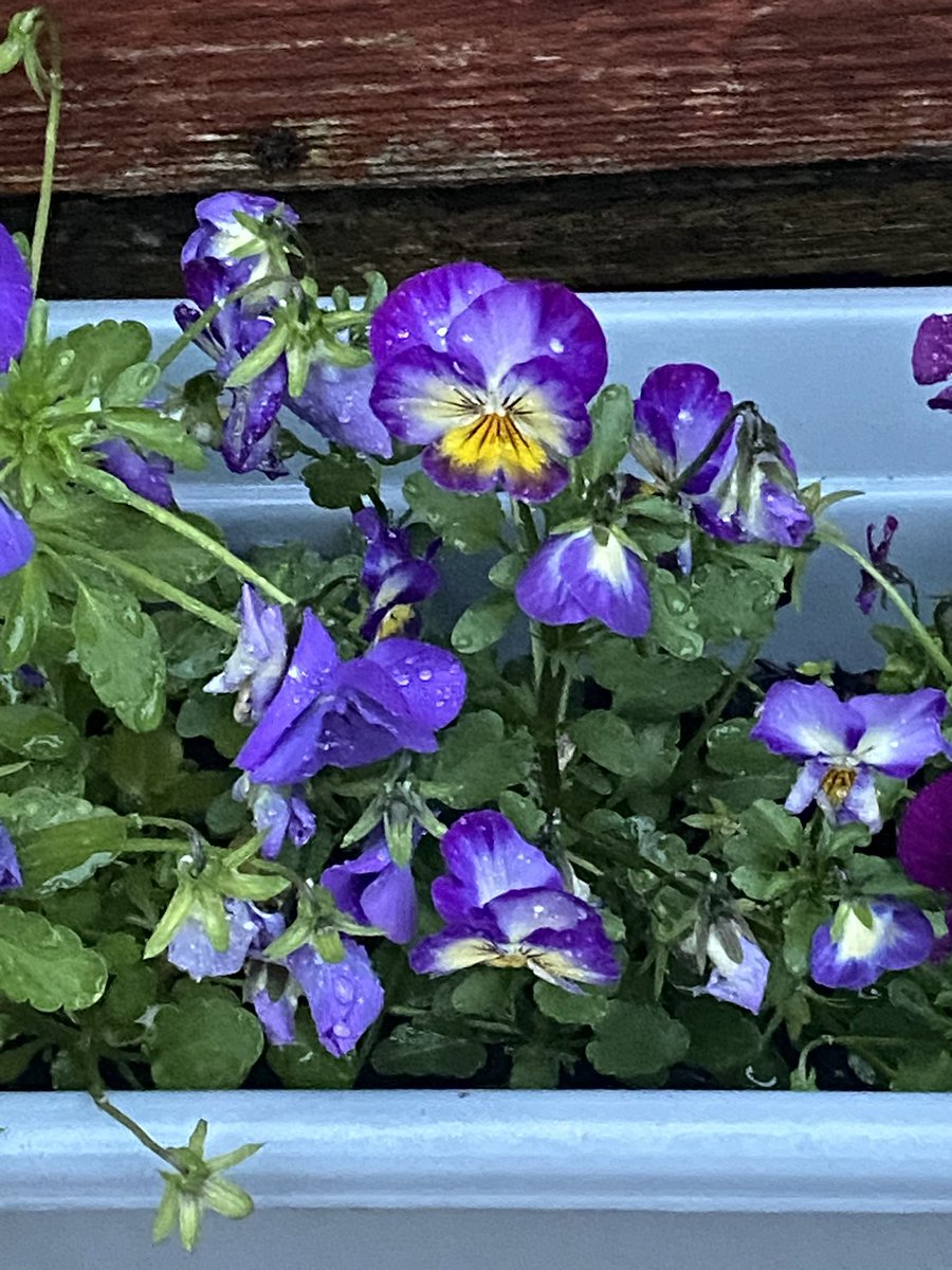 tonytonyefc's tweet image. Some face on my plant today