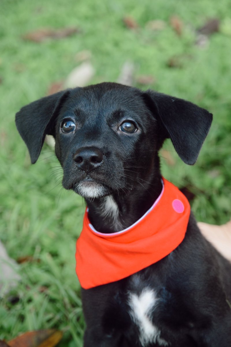 Baloo tambien esta buscando una familia para siempre. Porfavor, cada RT cuenta 🙏🏻 Contacto: 67802006 ( solo whatsapp )