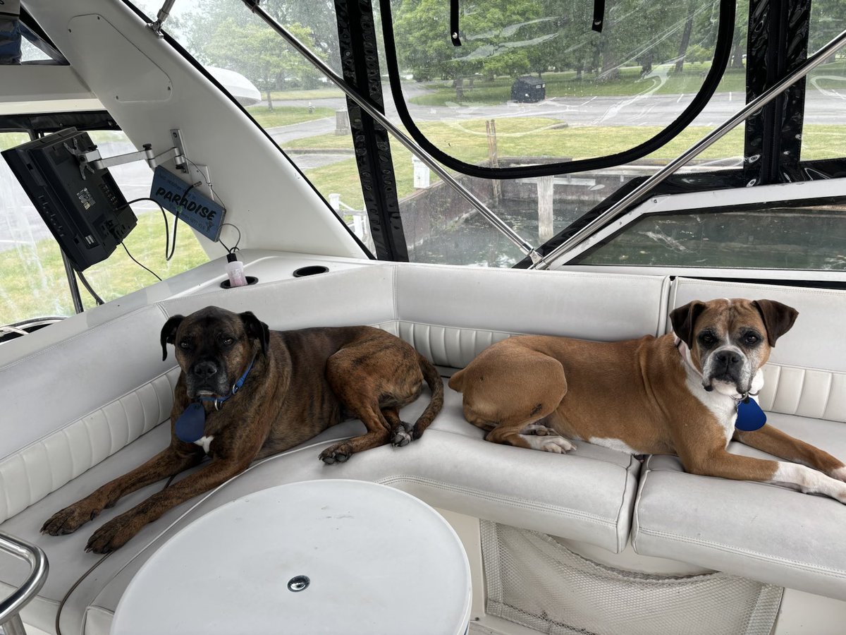 Destiny(on the r)came a long way from the Amish mill that used her for 7 yrs. She is living the dream. Living well is the best revenge. #adopted #adoptdontshop #rescuedog #boxerdogs #boxerdoglover #boxerrescue #dogsofsummer #spoileddog