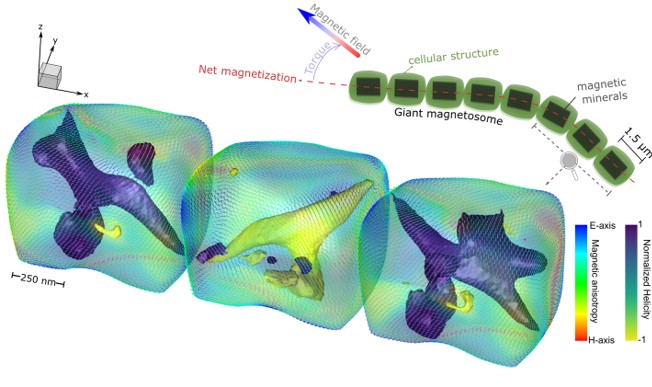Magnetotactic bacteria navigate by using chains of nanoscopic iron minerals. Much larger chains, on the micrometer scale, have been found dating back 1.88 billion years, hinting at the existence of ancient giant magnetotactic bacteria. In PNAS: ow.ly/1a0X50S2Gfa