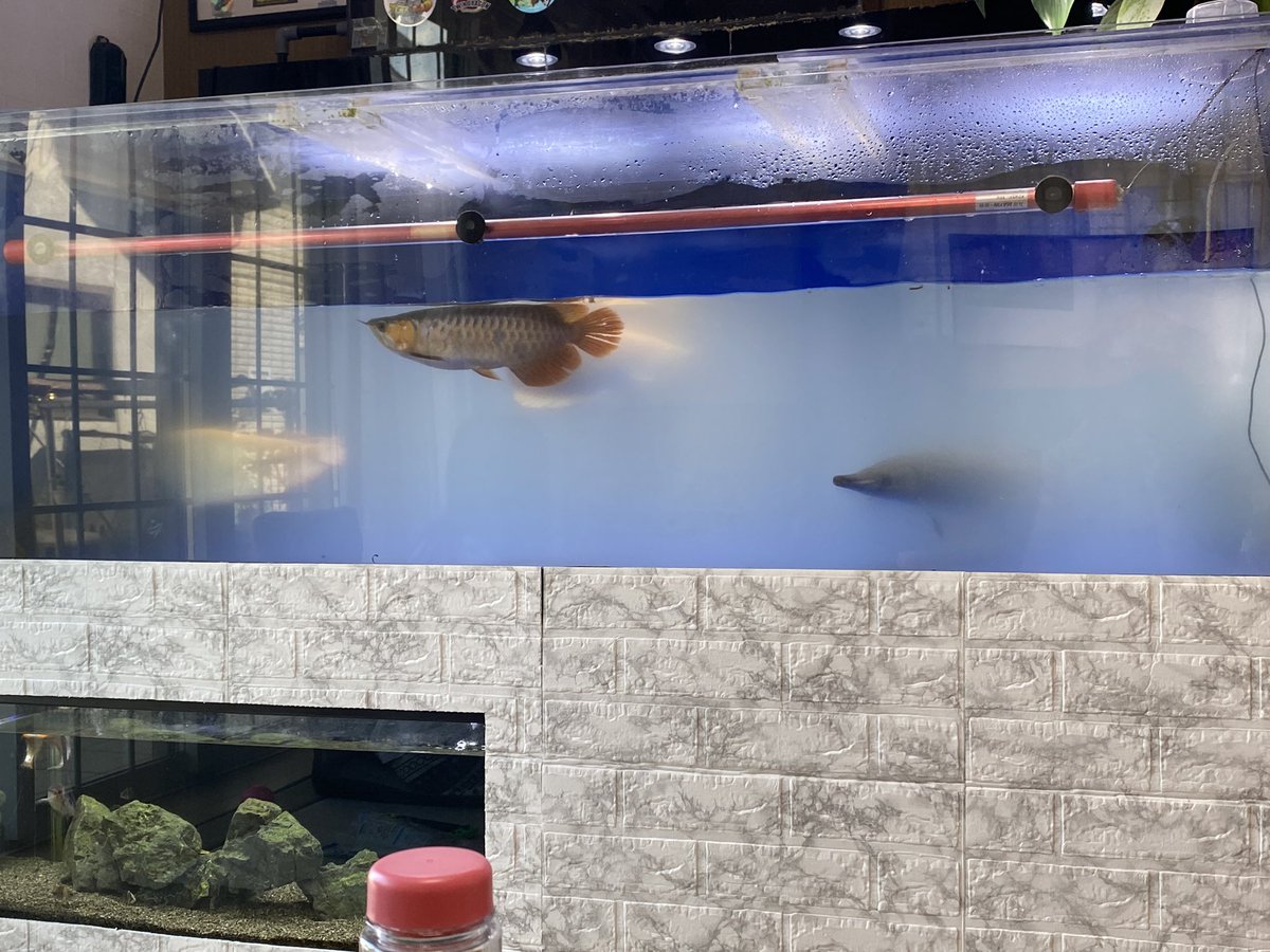 koba_arowana's tweet photo. 週末に水換え、苔掃除ができなかったので月曜日の朝から実行中😅💦
藻零と野池の素入れて注水中🚰
#最強バクテリア工房
#藻零
#野池の素
#JAYARED
#プルマタRED
#アロワナ混泳
#古代魚
#大型水槽 https://t.co/jgMefAy7Np