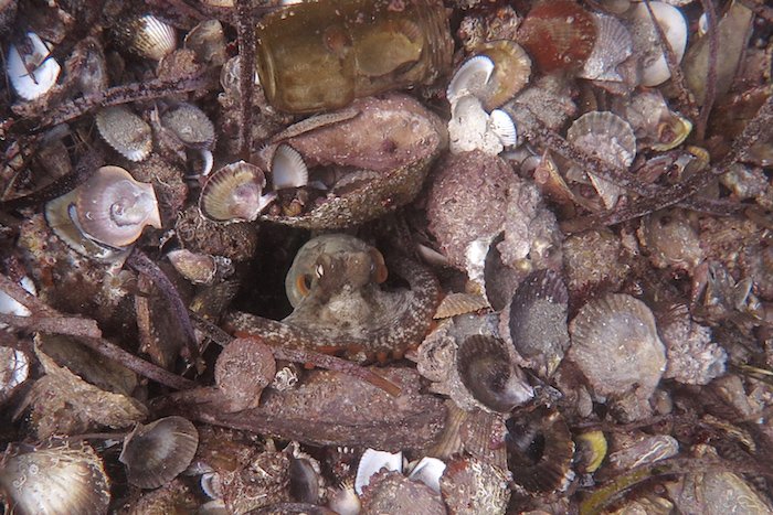 CryptoNicOg's tweet photo. 3/🐙🏙️🐙 #Octopolis was discovered first in 2009, followed by #Octlantis in 2016. Both sites feature a dense collection of octopus dens, made of shells and sand. Here, octopuses engage in interactions such as fighting, mating, and even establishing territories. https://t.co/A1WTmTCC04