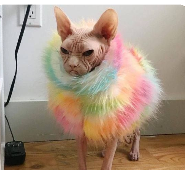 Pivoted2Video's tweet image. "Dressing up MY baby."