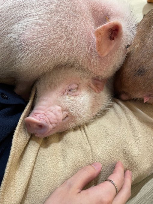 誕生日はミニブタにもみくちゃにされてました 