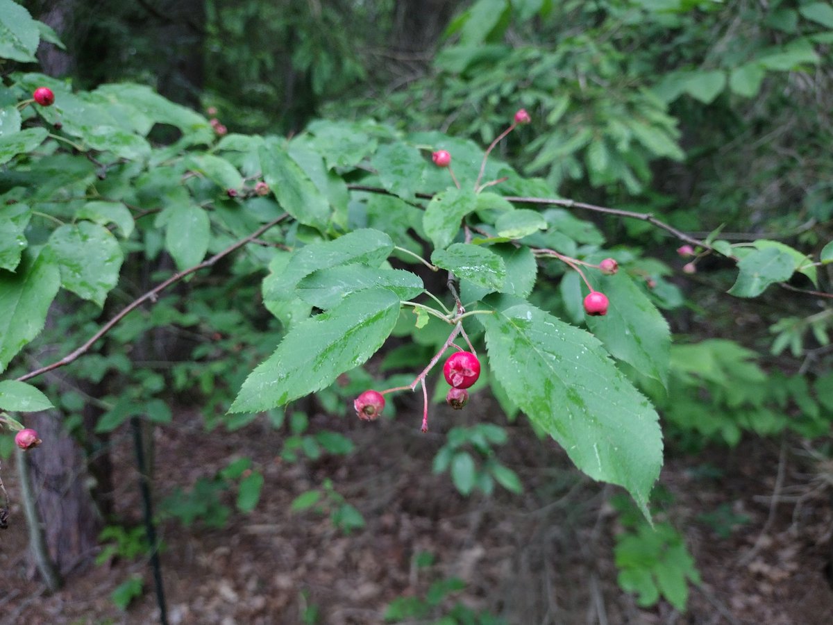 You don't hear much about Juneberries