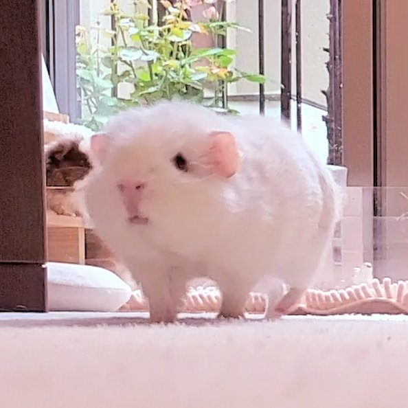 mohumohucafe_'s tweet photo. 脚がみじかくてかわいい https://t.co/85faoW4L82