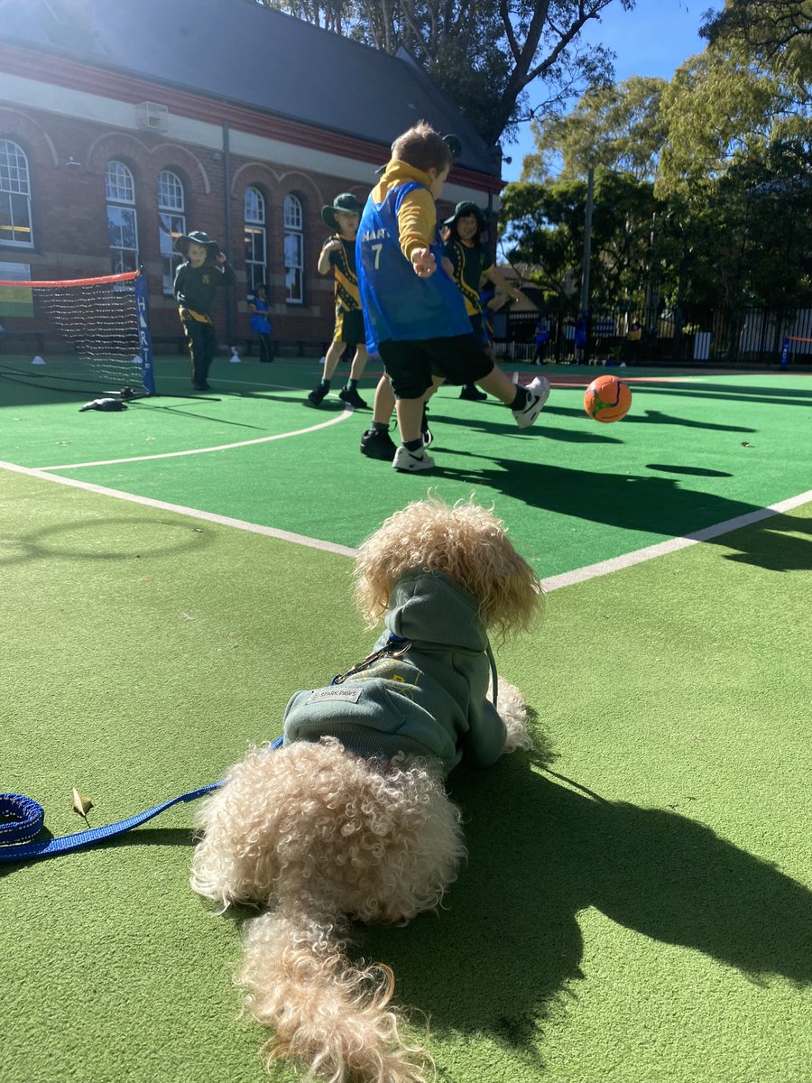 2A had a great Sports Gala Session with <a href="/SportsPro/">SportsPro</a> ⚽️

<a href="/NSWEducation/">NSW Dept of Education</a> @teachnsw <a href="/nswppa/">New South Wales Primary Principals’ Association</a>
#LoveWhereYouLearn #KPS #alfiethesupportdog #teachNSW #teacherspet #2AKPS