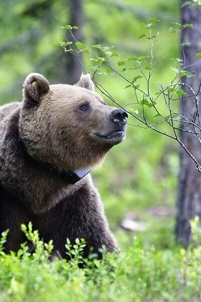 Good morning X-Friends…🌼🍃☕️
Have a happy Monday and a beautiful new week 🌳☀️🐻💚

#MondayMorning 🌼 #CoffeeTime ☕️ #HappyNewWeek ☀️ #AnimalLovers 💚 #StayPositive 💐 #PeaceAndLove 🕊️