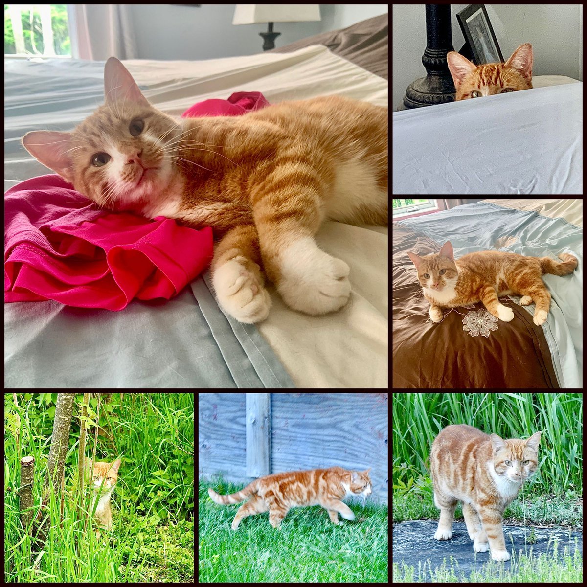 HappyPlaceGang's tweet photo. STRAY KITTY - I’m a new young fellow who’s been hanging around outside at the Happy Place. They rescued me when I showed my face, meowed & asked for help. I can’t wait to meet the other kitties & the dog Piper. Hope to see you again soon too! #cat #cutecat #straycatstrut
- Jasper https://t.co/NPAJp9mdvf