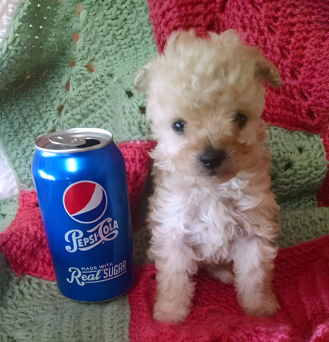 pupsiCTO's tweet photo. @mrpunkdoteth Dev left this lovely creature.
Now community takes care of him.

Join #pupsi on his road to 1M MC! https://t.co/hXg8FRaqFD