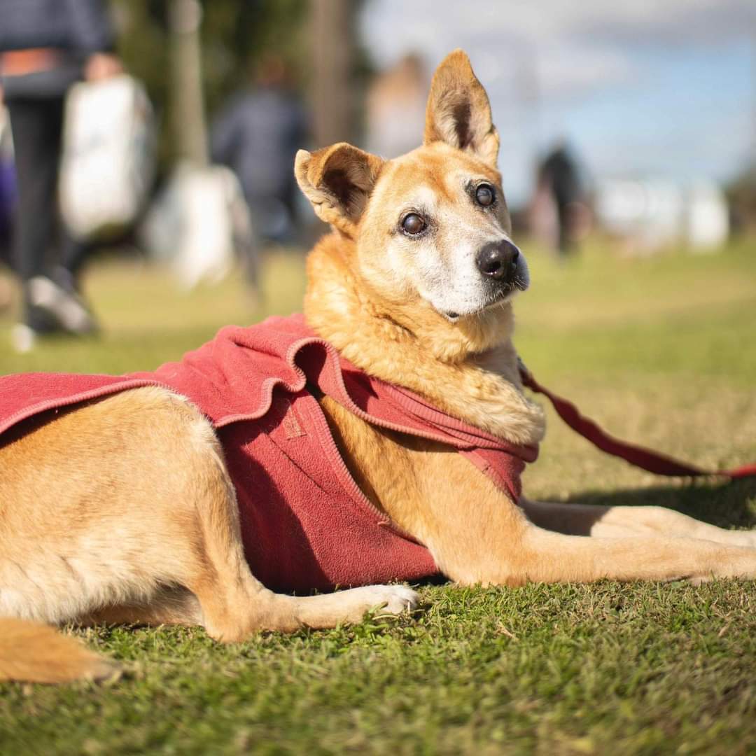 Imaginen un perro ciego y solo en invierno vagando a su suerte. Cuando llegó, el estado de salud de Simón era muy malo. Hoy es un viejito super querido en el Refugio. Es tan bueno y comunicativo🧡 Si querés que sea parte de tu familia, escribinos a adoptantesdelcampito@gmail.com