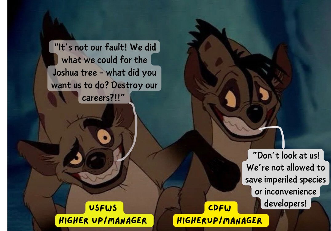 Protecting the Joshua tree is the political equivalent of Chernobyl disaster to some USFWS higher ups Same-same w/CA DFW higher ups & managers, but they fiendishly use the excuse they’re doing “ecosystem conservation” & do NOT worry about the fate of individual imperiled species