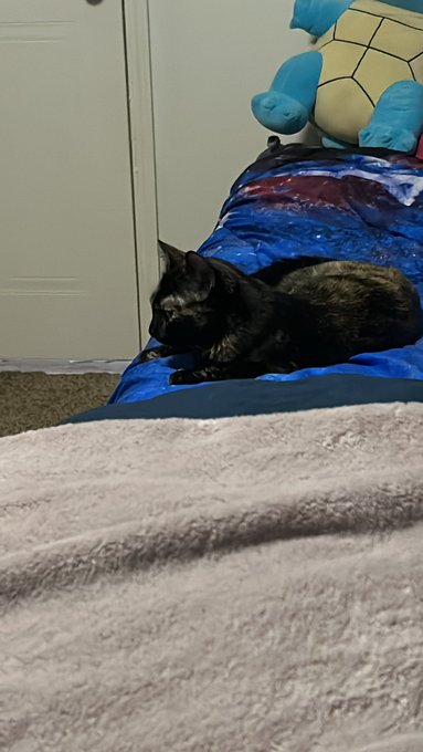 She&rsquo;s pouting because I won&rsquo;t let her climb on the new shelves I just hung up. https://t.co/bjLWP79V