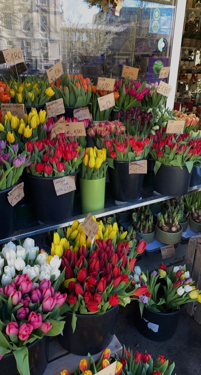 Exulansista's tweet photo. tulips https://t.co/7QUXBU3saU