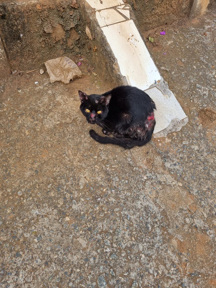 casadoviralata's tweet photo. Lucky foi encontrado na rua com o corpo ulcerado, ferido, barriga cheia de bicheira, ele não duraria mais 2 dias se não fosse resgatado
Mas isso já faz 2 anos e ele AINDA está no abrigo aguardando uma chance! (Tá errado!) esse cara merece um recomeço, ADOTE! Ele é uma joia https://t.co/LPgBGDBV32