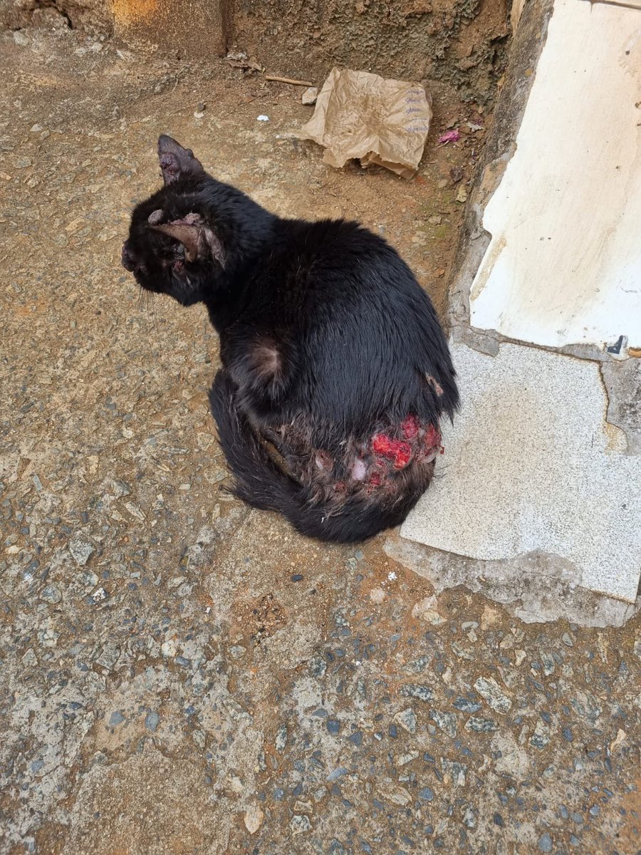 casadoviralata's tweet photo. Lucky foi encontrado na rua com o corpo ulcerado, ferido, barriga cheia de bicheira, ele não duraria mais 2 dias se não fosse resgatado
Mas isso já faz 2 anos e ele AINDA está no abrigo aguardando uma chance! (Tá errado!) esse cara merece um recomeço, ADOTE! Ele é uma joia https://t.co/LPgBGDBV32