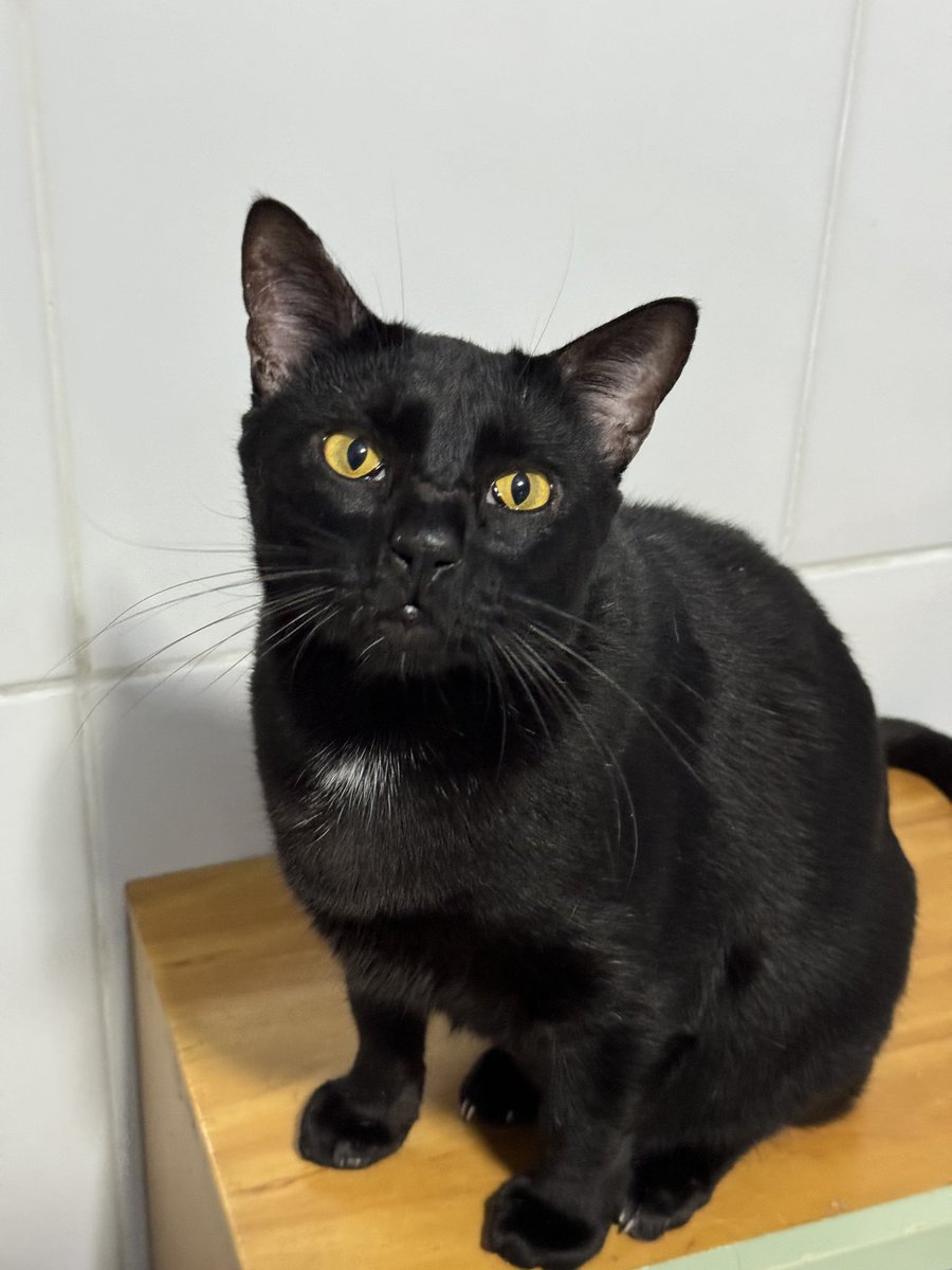 casadoviralata's tweet photo. Lucky foi encontrado na rua com o corpo ulcerado, ferido, barriga cheia de bicheira, ele não duraria mais 2 dias se não fosse resgatado
Mas isso já faz 2 anos e ele AINDA está no abrigo aguardando uma chance! (Tá errado!) esse cara merece um recomeço, ADOTE! Ele é uma joia https://t.co/LPgBGDBV32