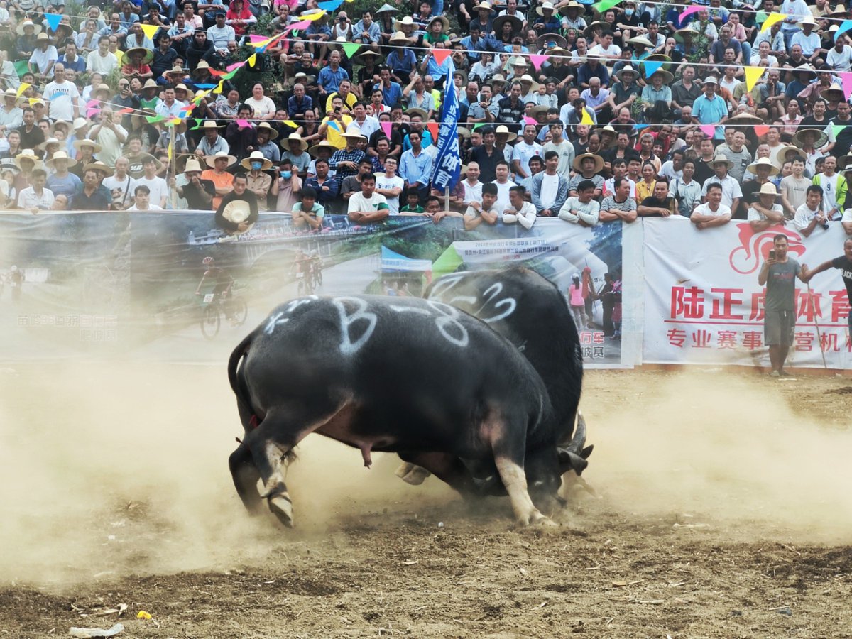 구이저우 첸둥난 지역에서 투우경기는 단오의 중요한 행사다. 투우장에서 황소들은 필사적으로 싸우고 관중들은 숨을 죽이고 정신을 집중하며 매번 멋진 충돌에 환호성을 터뜨린다.

📷 by Eyesnews

#단오절 #구이저우전통 #지역축제 #문화유산