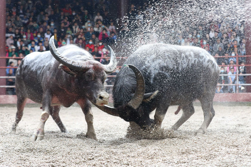 투우 기간 동안 모든 마을 사람들은 민족 복장을 하고 소장에 모여 성대하고 신비로운 제사를 지내고 각 마을에서는 민족 문화를 보여주는 중요한 플랫폼인 츠샹스 먹거리 행사를 진행한다.

📷 by Eyesnews

#단오절 #구이저우전통 #지역축제 #문화유산