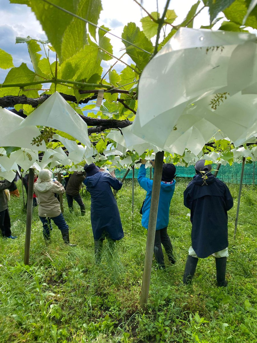 ワイナリーさんの傘かけ作業お手伝いして来ました！

朝6:00-17:00 雨降るし超キツかったw
私の記録は1,400個 まだまだだな…