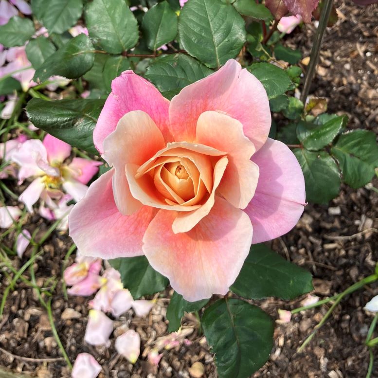 5b5PgurkLh6YWLr's tweet photo. ルネちゃん薔薇シリーズ🌹⑳
#薔薇(#ディスタントドラムス)とルネちゃん🥰
#flower #rose #DistantDrums
#avantgardey #アバンギャルディ
#メンバーアクリルスタンド
https://t.co/B8n7THkDAc
Haruneさんのインスタも見てね~ 👀
https://t.co/m4t64T2l3R https://t.co/EalqiJ0oIW