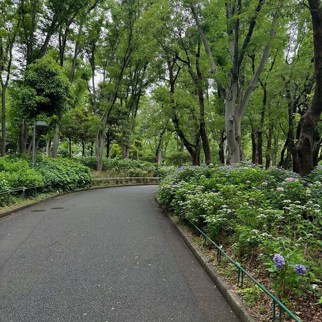 jou562's tweet photo. アジサイロード📍新宿中央公園
#あじさい #アジサイ #紫陽花 #hydrangea https://t.co/RplcgGMu5Z
